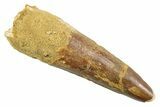 Fossil Spinosaurus Tooth - Real Dinosaur Tooth #352387-1